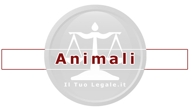 avvocato per gli animali
