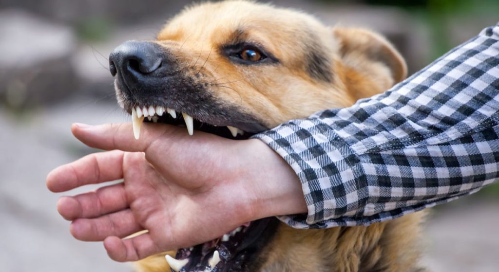 Cane aggressivo scappa, ferisce un passante e uccide un cagnolino: proprietaria condannata