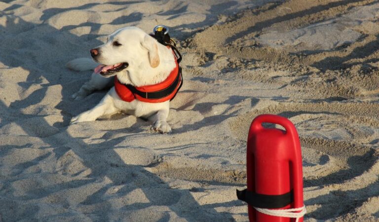 cane da salvataggio