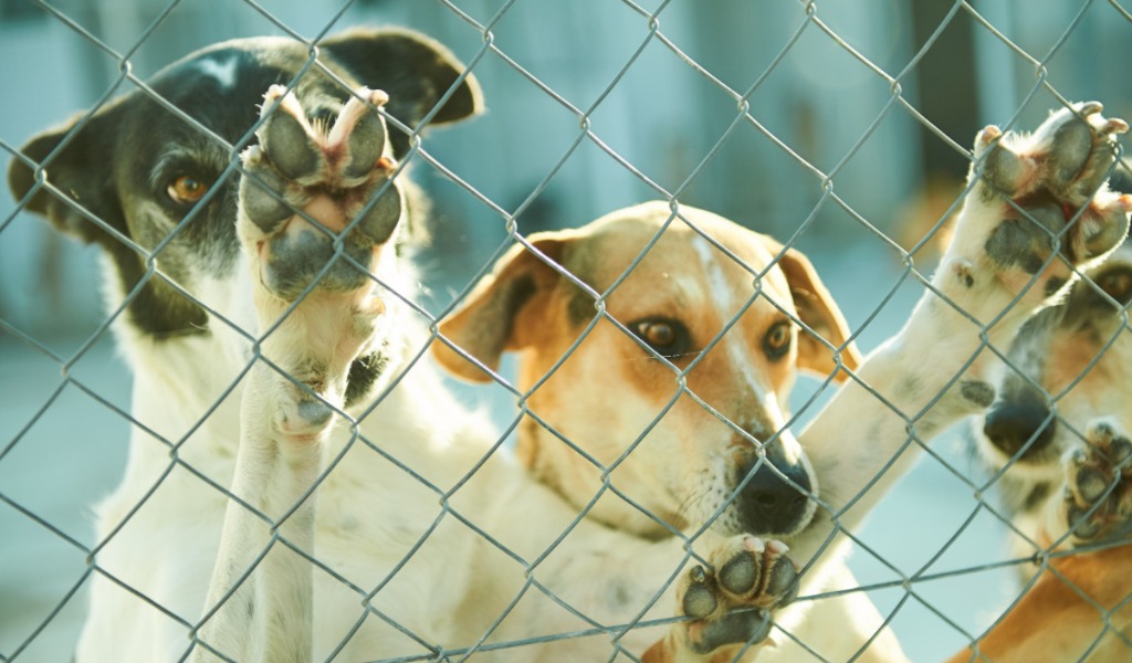 cane, canile, accumulatrice seriale animali