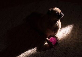 Si può lasciare un cane in garage?