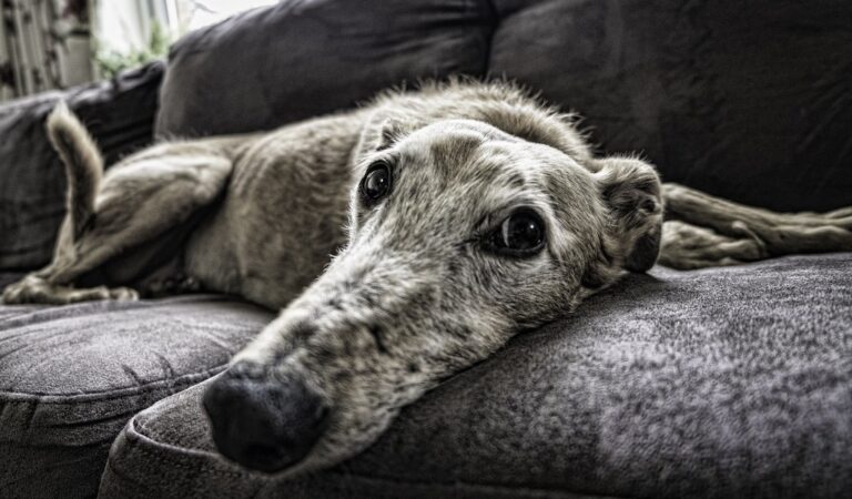 cane cani appartamento casa