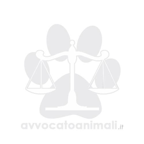 avvocato per animali