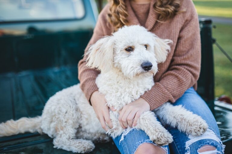Cani e separazione: bisogna provare il legame affettivo