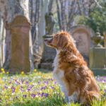 Sapresti cosa fare legalmente se il tuo cane morisse domani?