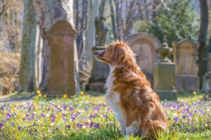 Sapresti cosa fare legalmente se il tuo cane morisse domani?