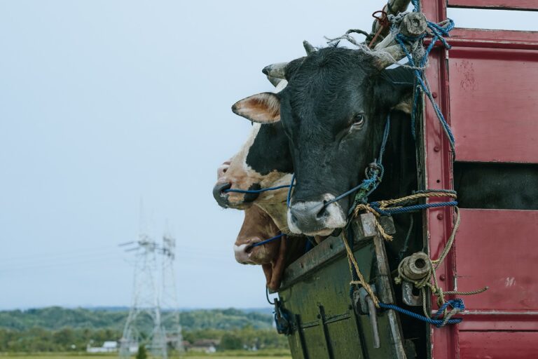 Come cambiano le regole europee sul trasporto degli animali vivi  