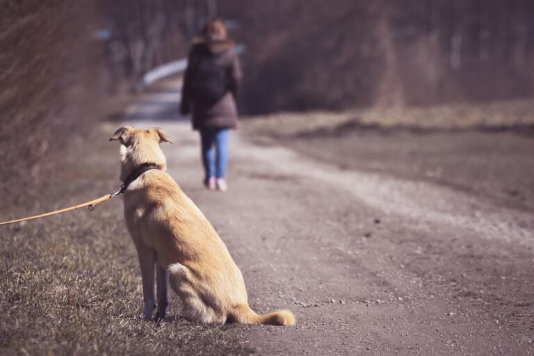 Abbandono di animali: cosa si rischia ora