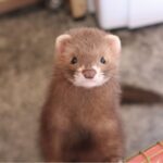 Animali esotici selvatici formazione obbligatoria